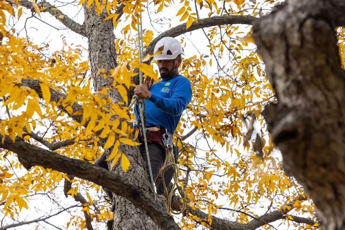 Skilled Tree Transplanting crew working in Packwood